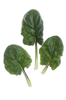 White Background Plants Drucke: Spinach - leaves - studio shot