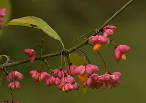 Autumn Foliage Trees Drucke: Spindle in autumn: berries with arils