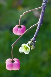 Autumn Garden Plants Drucke: Spindle - bud and flowers