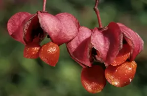 Euonymus Europaeus Images Drucke: Spindle Tree - berries
