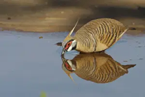 Australian Endemic Species Drucke: Spinifex Pigeon, reflected while drinking