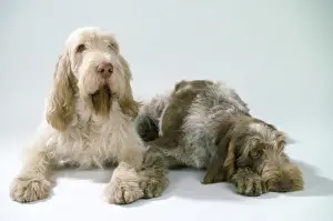 Pet Dog Breeds Drucke: Spinone Dogs