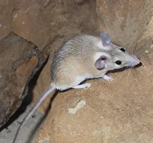 North Africa Wildlife Drucke: Spiny Mouse - Egypt