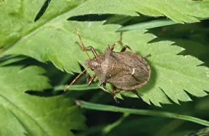 Personal Use Wildlife Artwork Drucke: Spiny Shield Bug