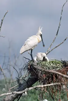 Wildlife Birds Photography Drucke: Spoonbill