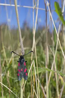 British Wildlife Insects Drucke: Five Spot Burnet Moth - Cornwall - UK