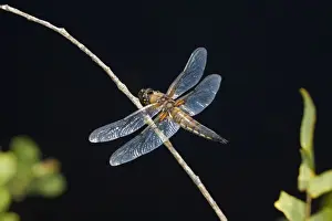 Four Spotted Chaser Drucke: Four Spotted Chaser - Cornwall - UK