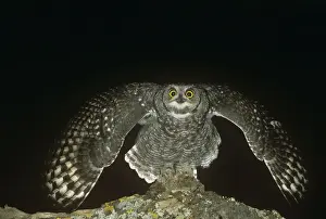 Nocturnal Birds Drucke: Spotted Eagle Owl - threatening