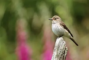 Nature Wall Art Prints Drucke: Spotted Flycatcher