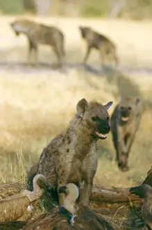 Chris Harvey Photography Drucke: Spotted Hyaenas - Gather quickly around large kills
