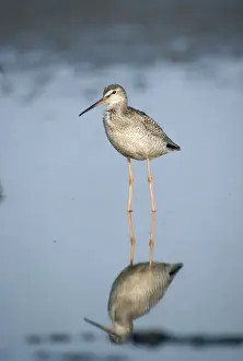 Tringa Erythropus Species Drucke: Spotted Redshank