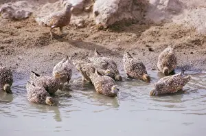Clem Haagner Photography Drucke: Spotted Sandgrouse - drinking