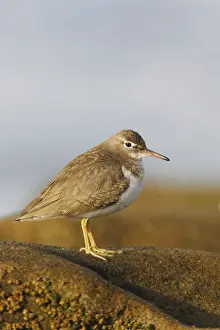 Unique Bird Species Images Drucke: Spotted Sandpiper