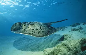 Maldives Marine Life Drucke: Spotted Stingray