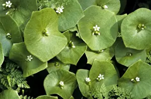 Beautiful White Blooms Drucke: Spring Beauty