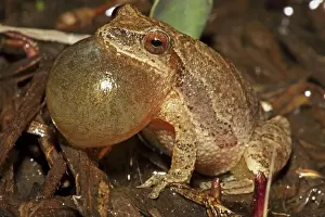 United States Wildlife Drucke: Spring Peeper (Pseudacris crucifer)