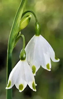 Springtime Floral Display Drucke: Spring Snowflake