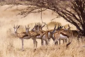 Bob Gibbons Photography Drucke: Springbok - group under tree, Etosha, Namibia