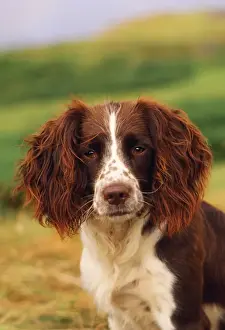 Spannendes Springerhund