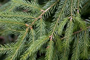 Tree Leaf Photography Drucke: Spruce Tree - needles
