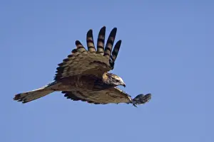 Birds Of Prey Australia Drucke: Square-tailed Kite - in flight - Ti Tree, Northern Territory, Australia