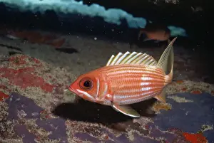 Caribbean Wildlife Drucke: Squirrel Fish Caribbean