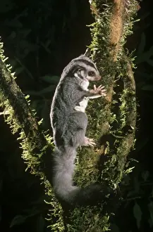 Eastern Australian Wildlife Drucke: Squirrel Glider Eastern Australia
