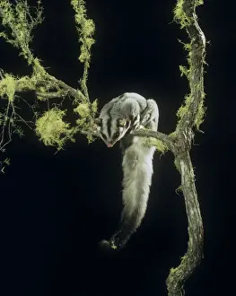 Tree Climbing Animals Drucke: Squirrel Glider - perched on branch, showing underside of tail