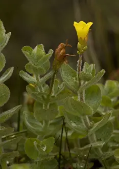 European Wildflowers Images Drucke: St Johns Wort