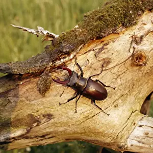 British Wildlife Photography Prints Drucke: Stag Beetle