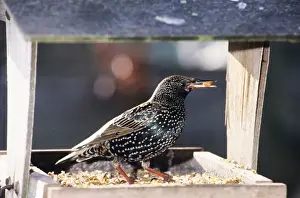 Bird Feeder Photography Drucke: Starling - at bird table