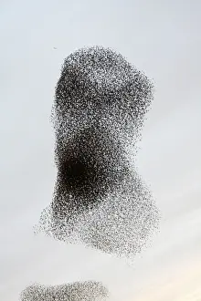 Common Starlings Drucke: Starling Flock