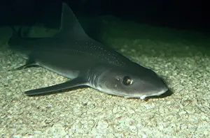 Wildlife Photography In Europe Drucke: Starry Smooth Hound Shark