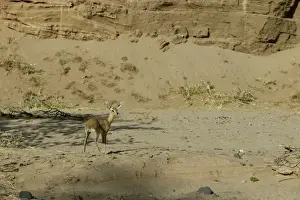 M Watson Wildlife Photos Drucke: Steenbok Namibia