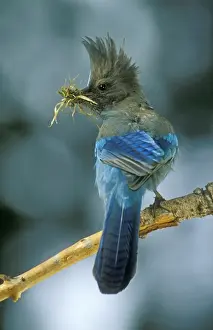 Fine Art Bird Photographs Drucke: Stellar's Jay With nesting material