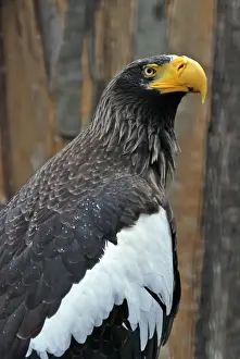 Pat Morris Photography Drucke: Steller's Sea Eagle