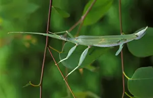 Australasian Wildlife Photography Drucke: A stick insect