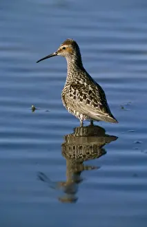 Limited Edition Wildlife Prints Drucke: Stilt Sanpiper