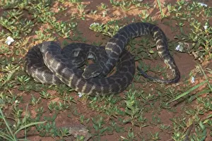 StimsonsPython; auch als Großblütiger python bekannt.Fressen kleine Säugetiere, Vögel, Reptilien und Frosch.Each Jahreszeit legt sie 5-19 Eier. Sie werden von einigen Habitatfressern jagt