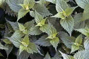 Plant Identification Guide Drucke: Stinging Nettle