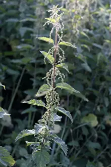 European Flora Photos Drucke: Stinging Nettle - in flower
