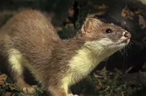 Belgischer Stoat