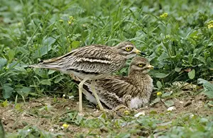 Chris Knights Photography Drucke: Stone Curlew - pair & chick