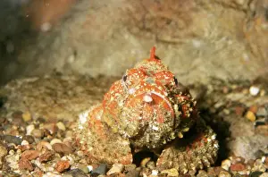 Venomous Fish Drucke: Stone Fish