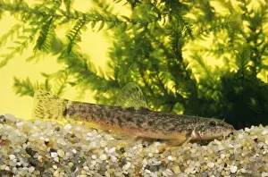 Freshwater Fish Photos Drucke: Stone Loach