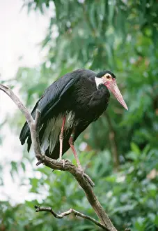 Drucke von KFO-882 Sturms Graugans Ciconia sturnina Kenneth W. Fink Bitte beachten Sie, dass Drucke nur für persönliche Anzeigezwecke gedacht sind und nicht reproduziert werden dürfen Sturmstorch Drucke: Sturms Storch