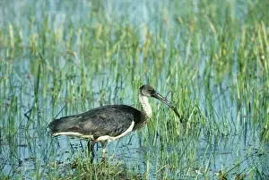 Bird Photography For Sale Drucke: Straw-necked Ibis