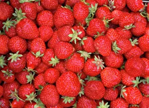 Red Fruit Plant Drucke: Strawberries
