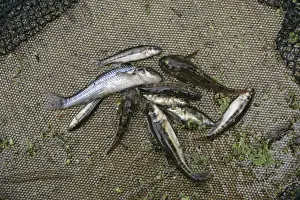 Flusstauchgang - Fang von Gekroten Karpfen-Mähen-Loch-Schaumkopf-Stechhaken die ein gesunder Fluss in Großbritannien zeigt