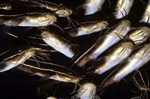 Venomous Fish Drucke: Striped Catfish - ventral view